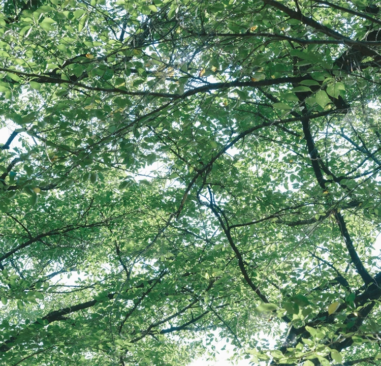 パララックス画像 3